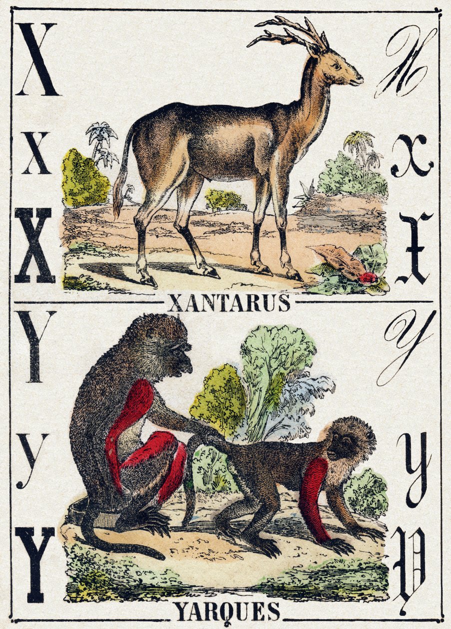 Buchstabe X Xantarus; Y Yarques. Gravur in "Alphabet des animaux sauvages". 9. Serie. Bilder von Epinal, Pellerin, Drucker-Verleger, um 1870. Holzschnitte, schabloniert. 16 Seiten. Dim: 20 x 15 cm. Private Sammlung. von French School