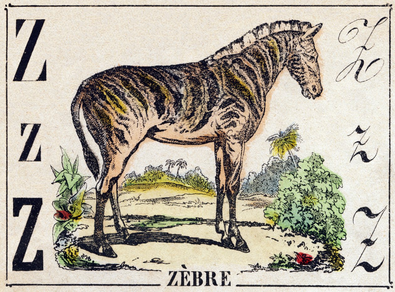 Buchstabe Z Zebra. Gravur in "Alphabet der wilden Tiere". 9. Serie. Bildersammlung von Epinal, Pellerin, Drucker-Verleger, um 1870 von French School
