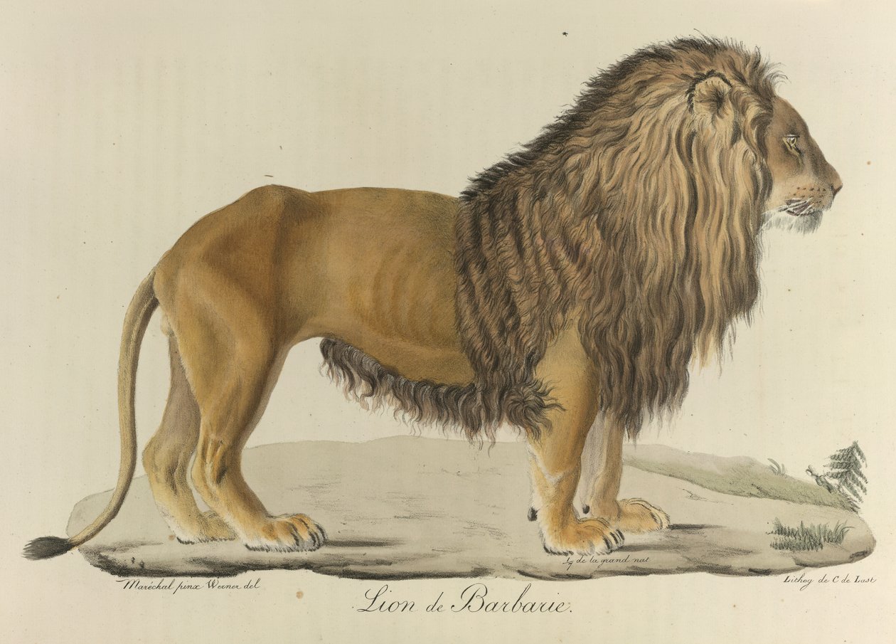 Barbarischer Löwe, aus 