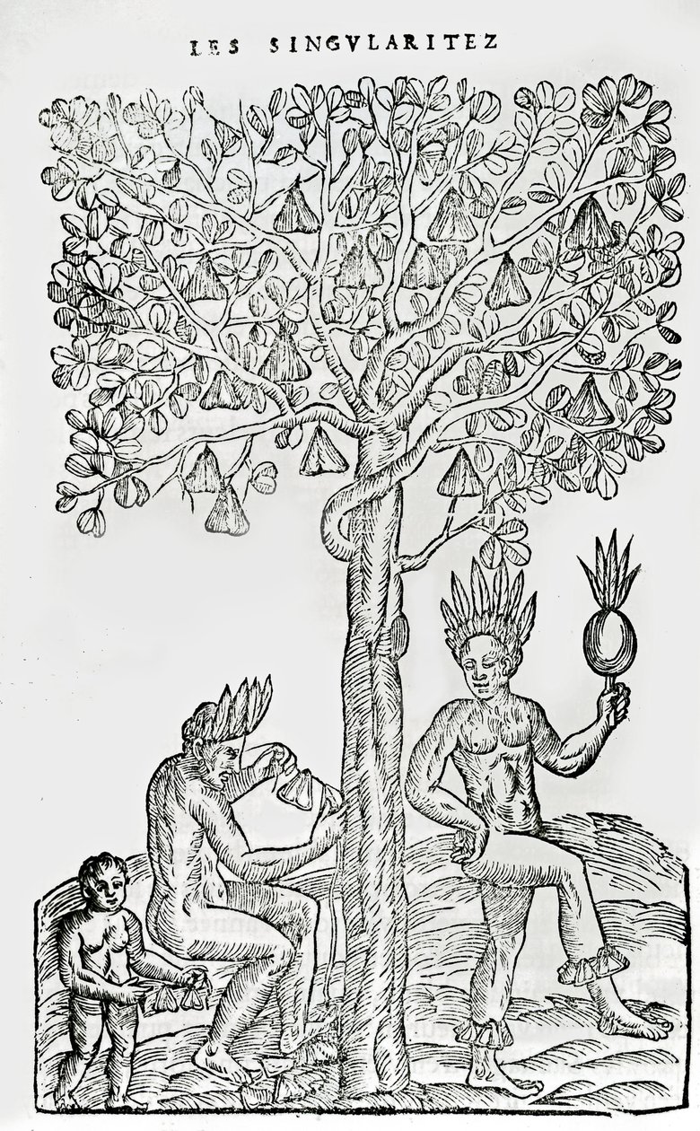 Nana fuit, Heilpflanze, Illustration aus Singularitäten von Frankreich Antarctique, von Andre de Thevet, 1558 von French School