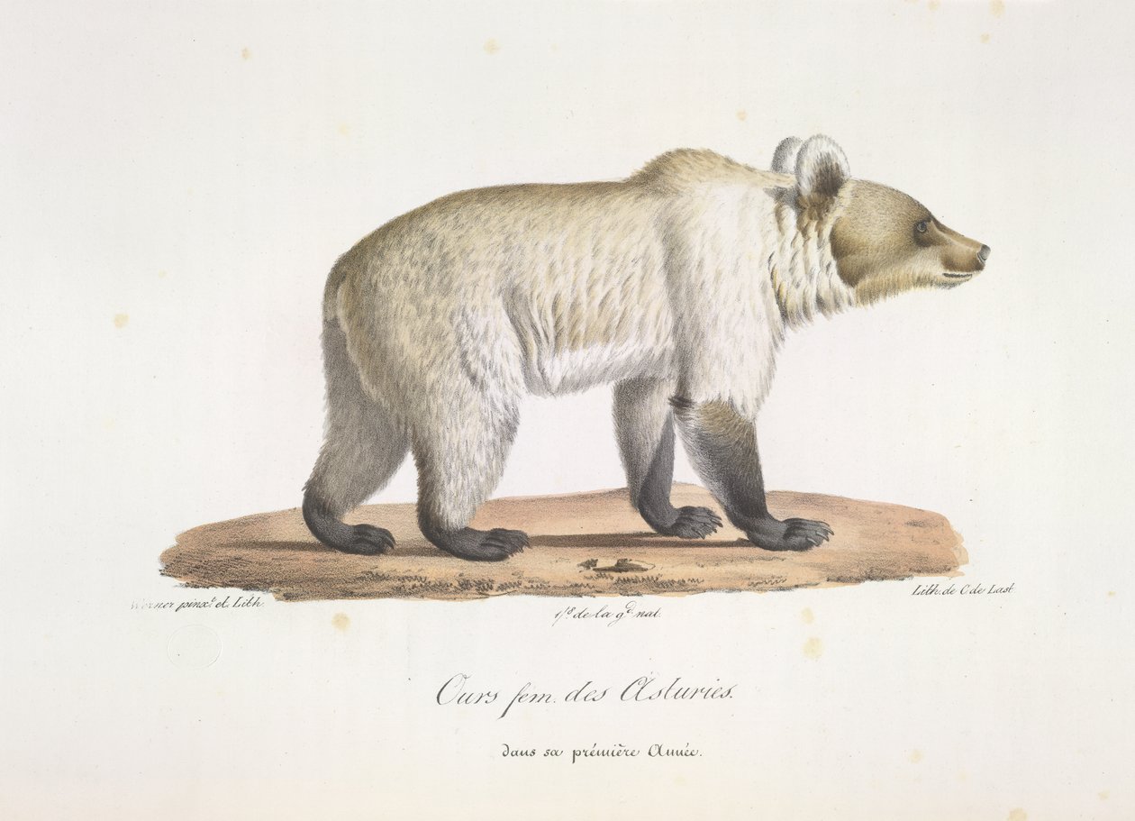 Weiblicher spanischer Braunbär, aus Histoire Naturelle des Mammifères von French School