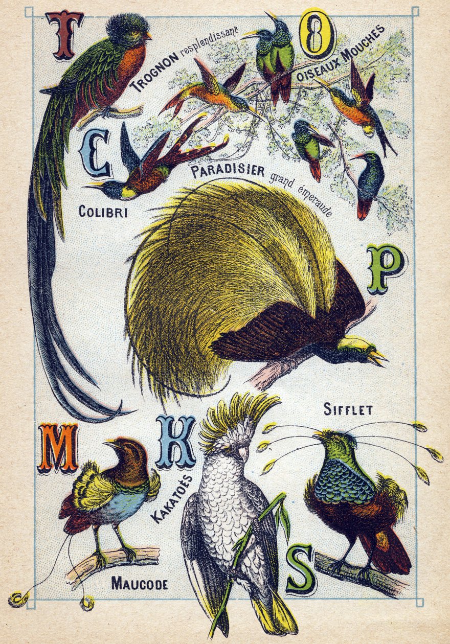 Tafel 3: Glänzender Kern, Fliegenvögel, Kolibri, Smaragdparadies, Kakadus, Pfeife, Maucode. Gravur in "Syllabary alphabet of birds" von French School