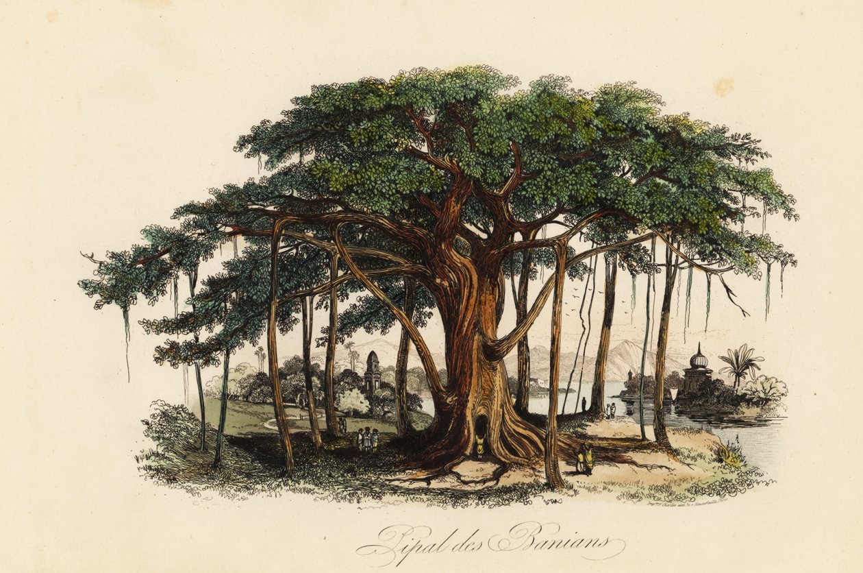 Heiliger Feigenbaum, Ficus religiosa, auch bekannt als Bodhi-Baum, Banianbaum, Banyanbaum, Pippalabaum, Peepulbaum, Peepalbaum oder Ashwattha-Baum von French School