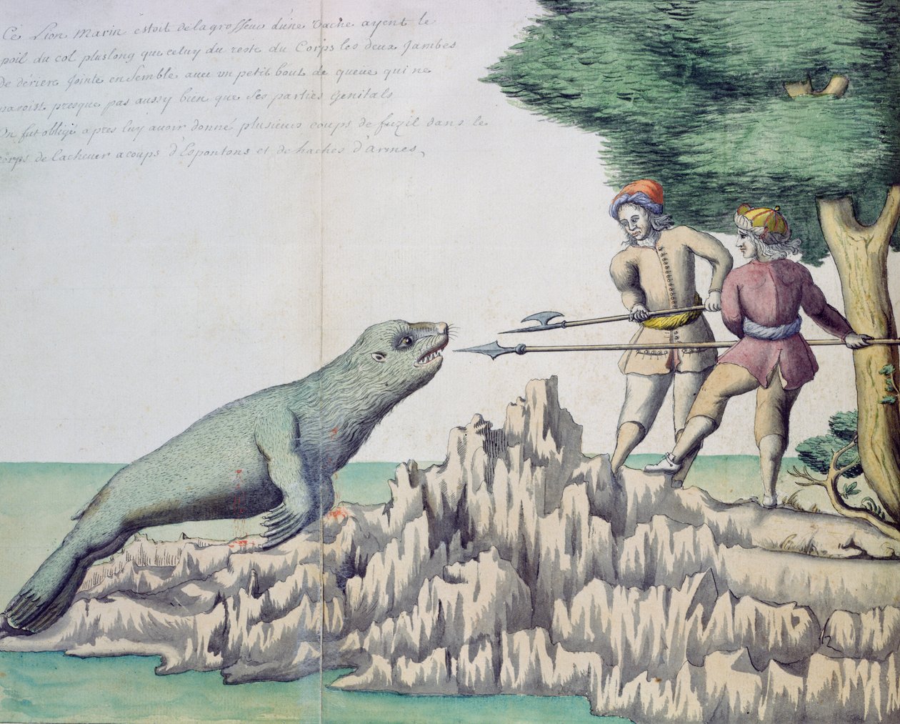 Seelöwe in der Nähe der Magellanstraße von French School