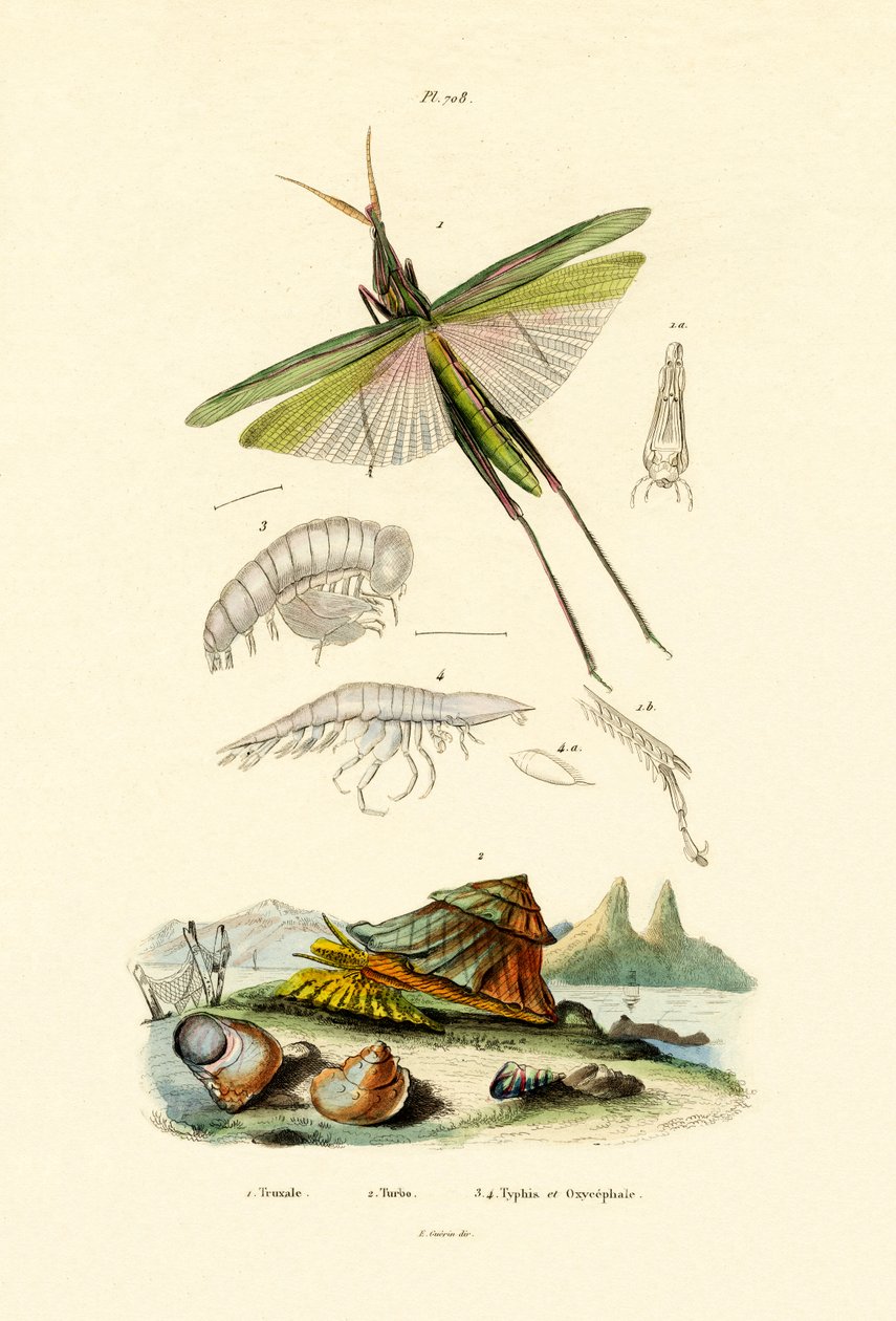 Schrägkopf-Heuschrecke, 1833-39 von French School