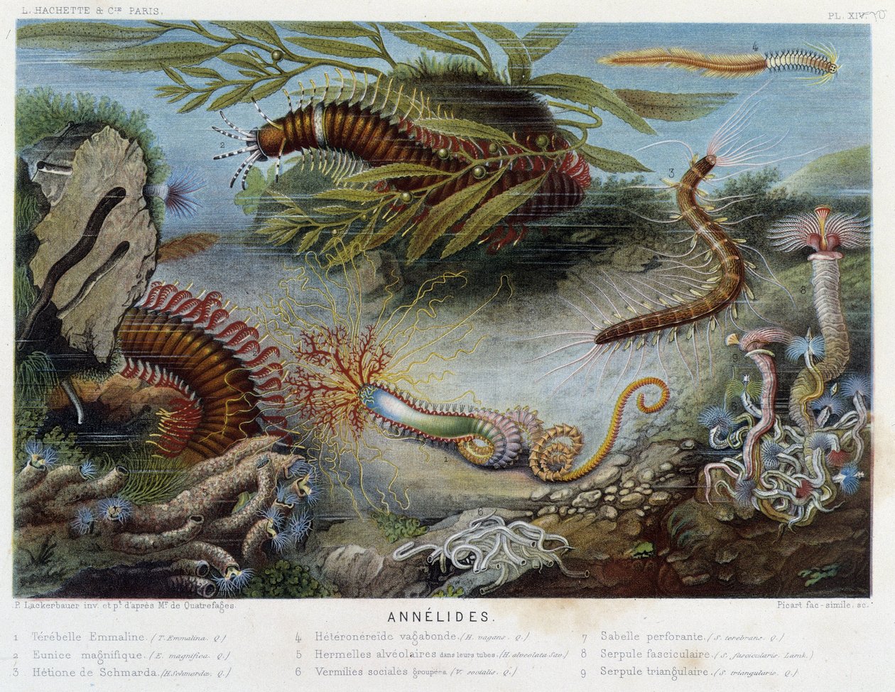 Sunapte de Duvernoy - in „Le Monde de la Mer“ von Alfred Fredol. ed. Paris, Hachette. von French School
