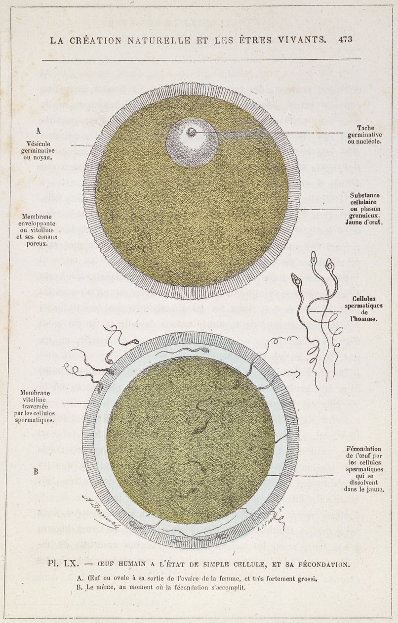 Die Befruchtung eines menschlichen Eies, aus La Création Naturelle et les Êtres Vivants von Dr. J. Rengade, ca. 1880 von French School