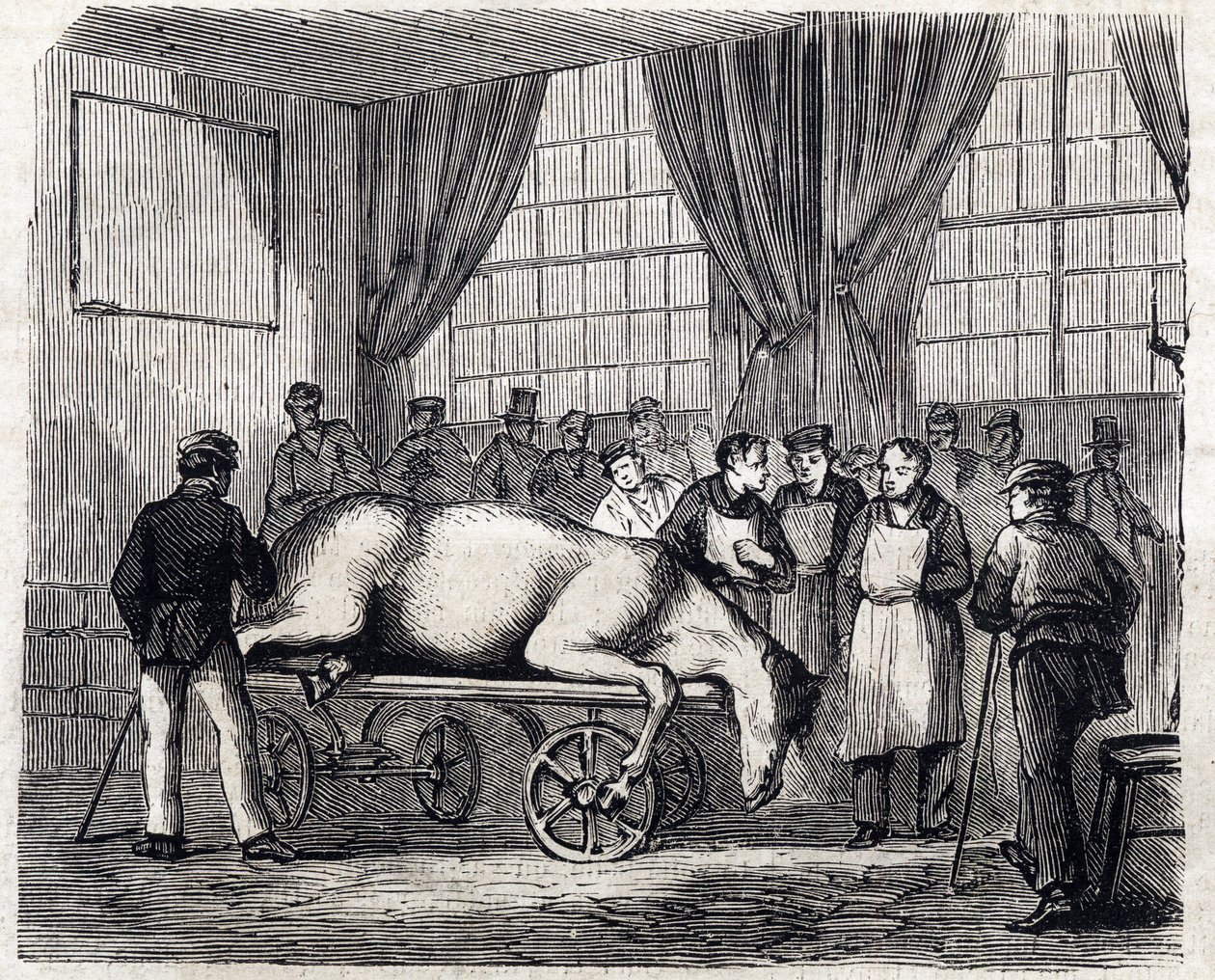 Die Nationale Veterinärschule von Alfort - Die großen Schulen Frankreichs - Veterinärschule von Maison Alfort im Jahr 1866 - der Operationssaal - Gravur in „Le monde illustre“ von 1866 von French School