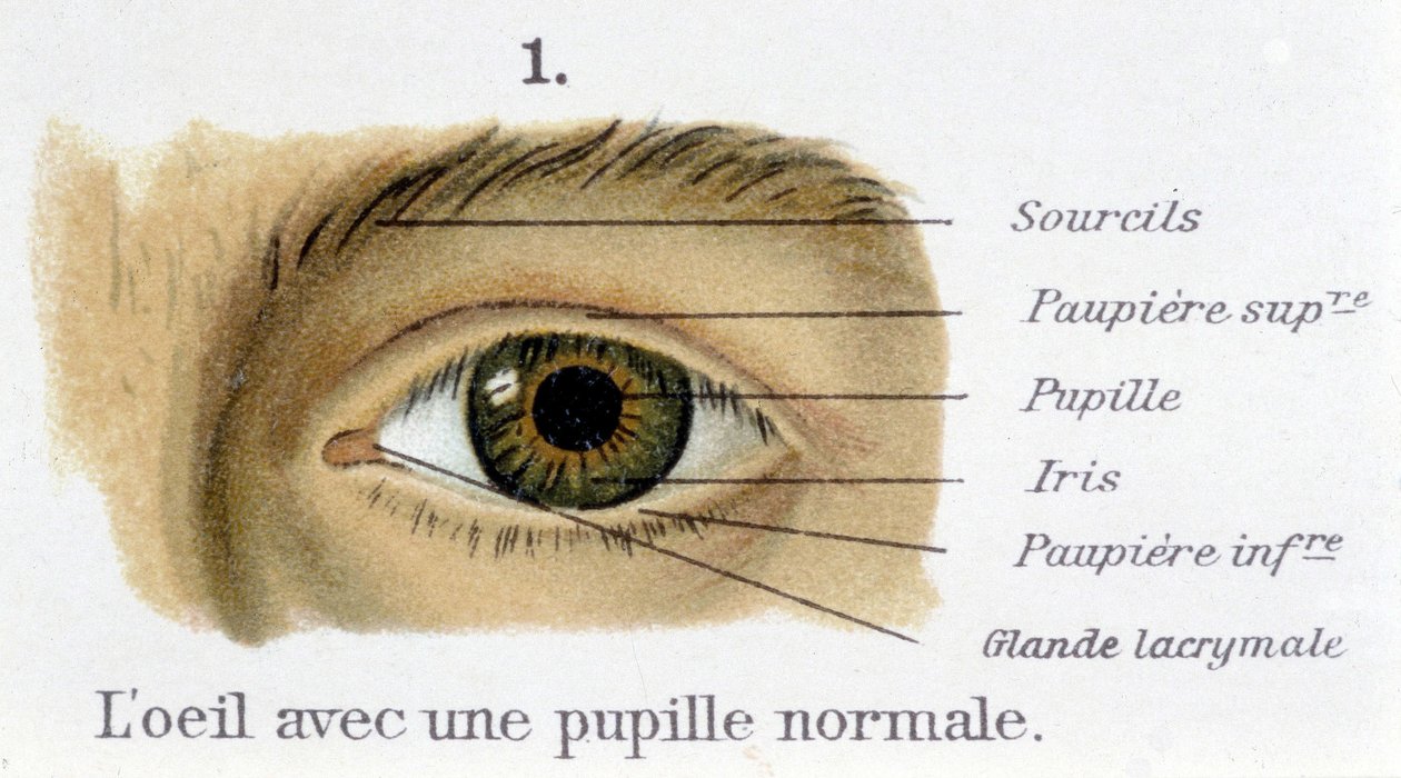 Das Auge mit einer normalen Pupille (Detail) von French School