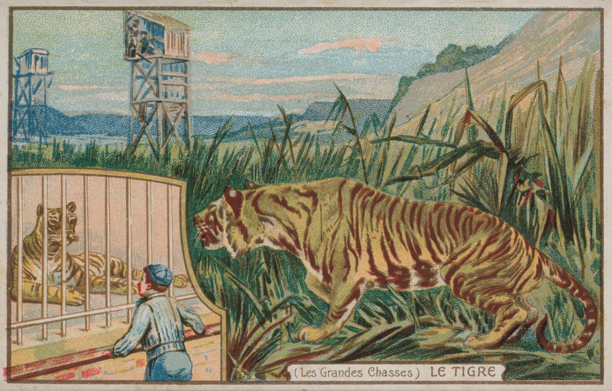 Tiger von French School
