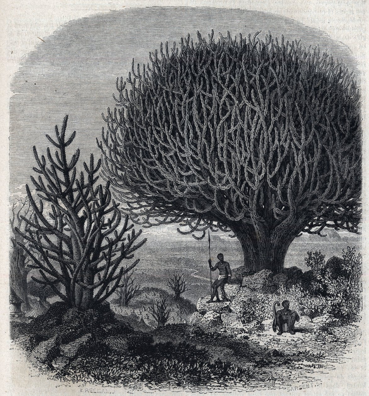 Baum Euphorbo in Ostafrika (Sudan). Gravur von Freeman in „The Picturesque Magasin“ von French School