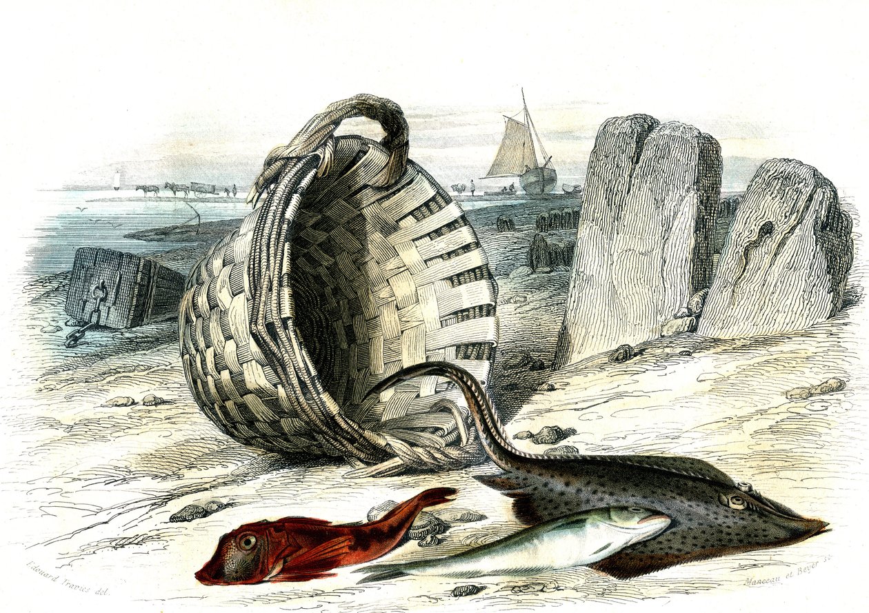Rotbarbe (Trigla cuculus), Wittling (Merlangius merlangus), Rochen (Dipturus batis) - Tafel aus Histoire Naturelle von Bernard Germain de Lacepede (1856-1925), Ausgabe P.Furme, Paris von French School