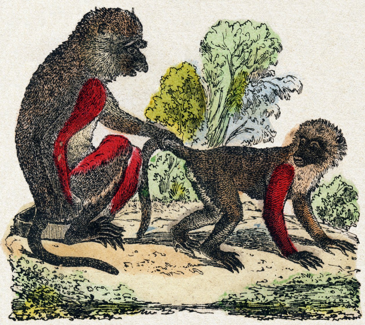 Yarques. Gravur in "Alphabet des animaux sauvages". 9. Serie. Bildersammlung von Epinal, Pellerin, Drucker-Verleger, um 1870. Holzschnitte, schabloniert. 16 Seiten. Dim: 20 x 15 cm. Private Sammlung von French School