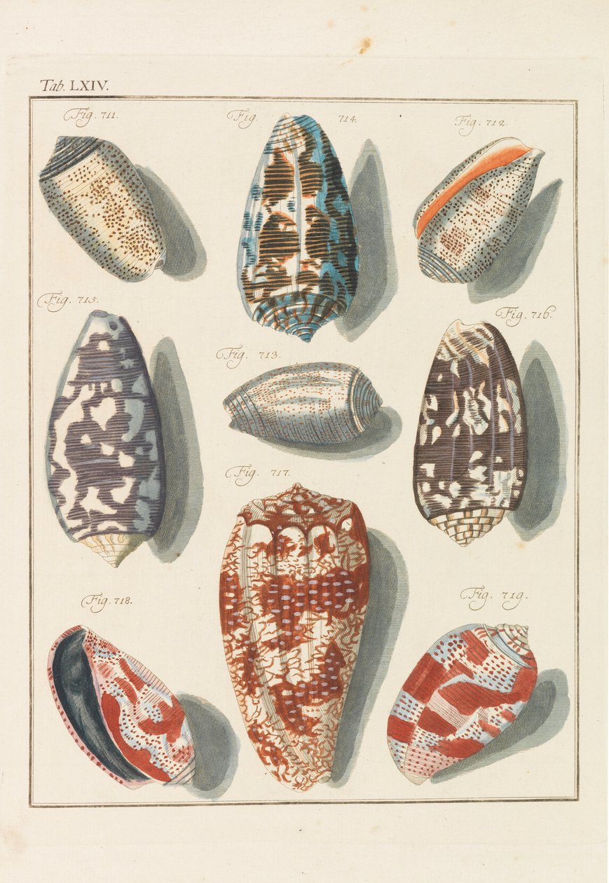 Neues systematisches Conchylien-Cabinet, 1768 von Friedrich Heinrich Wilhelm Martini