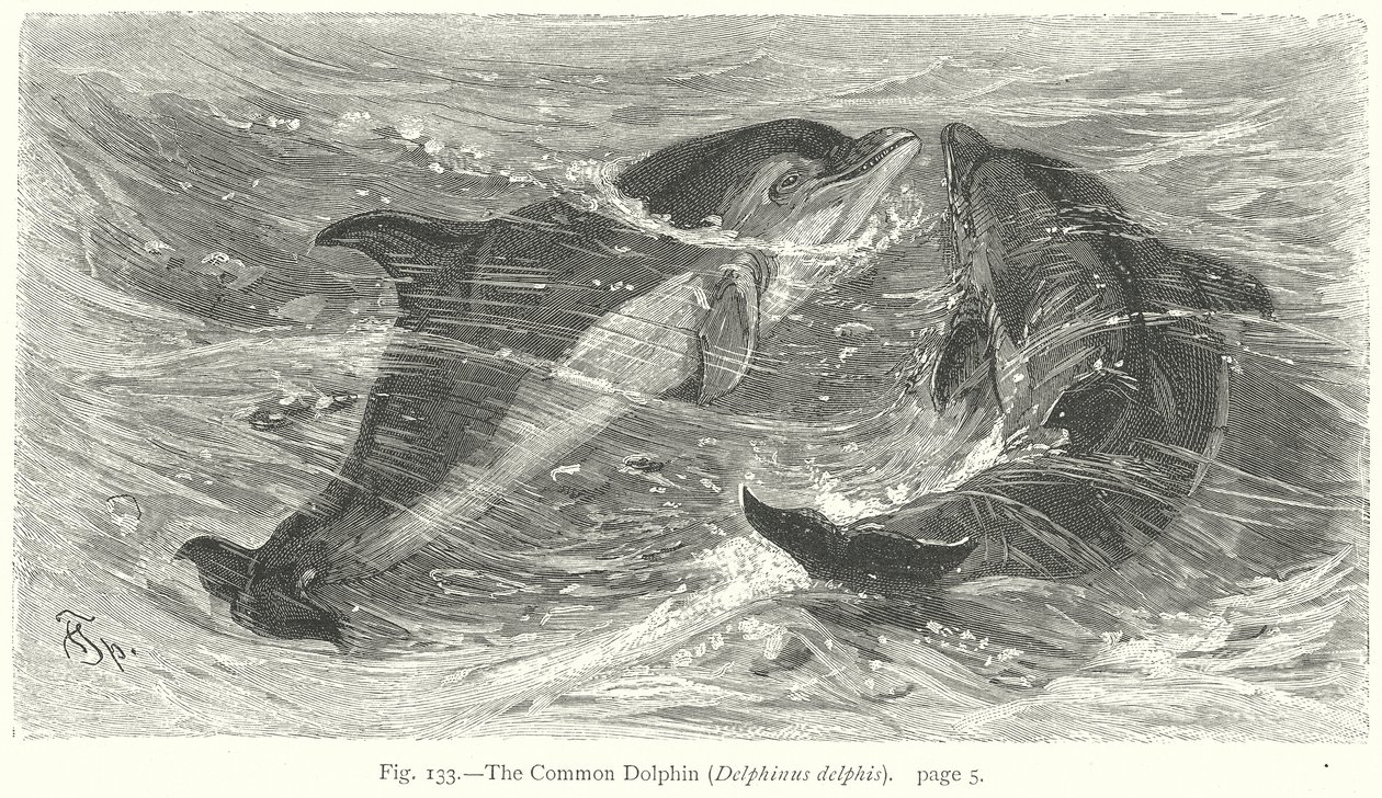 Der Gemeine Delfin (Delphinus Delphis) (Gravur) von Friedrich Specht