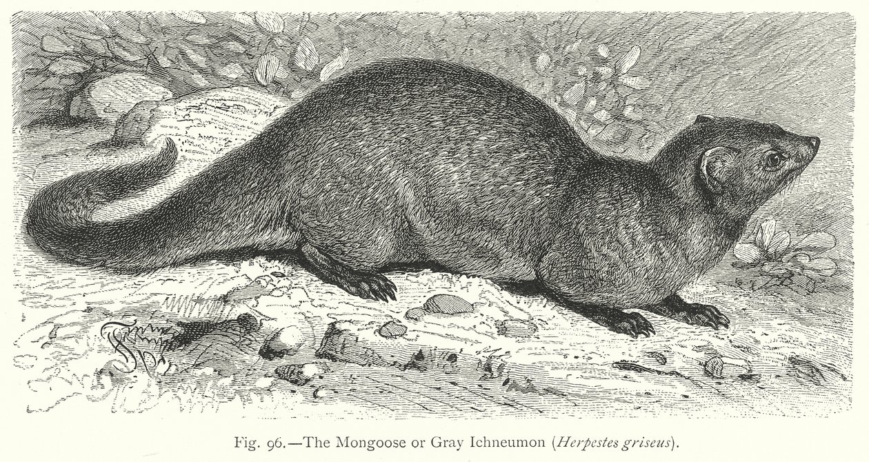 Der Mungo oder Graue Ichneumon (Herpestes Griseus) von Friedrich Specht