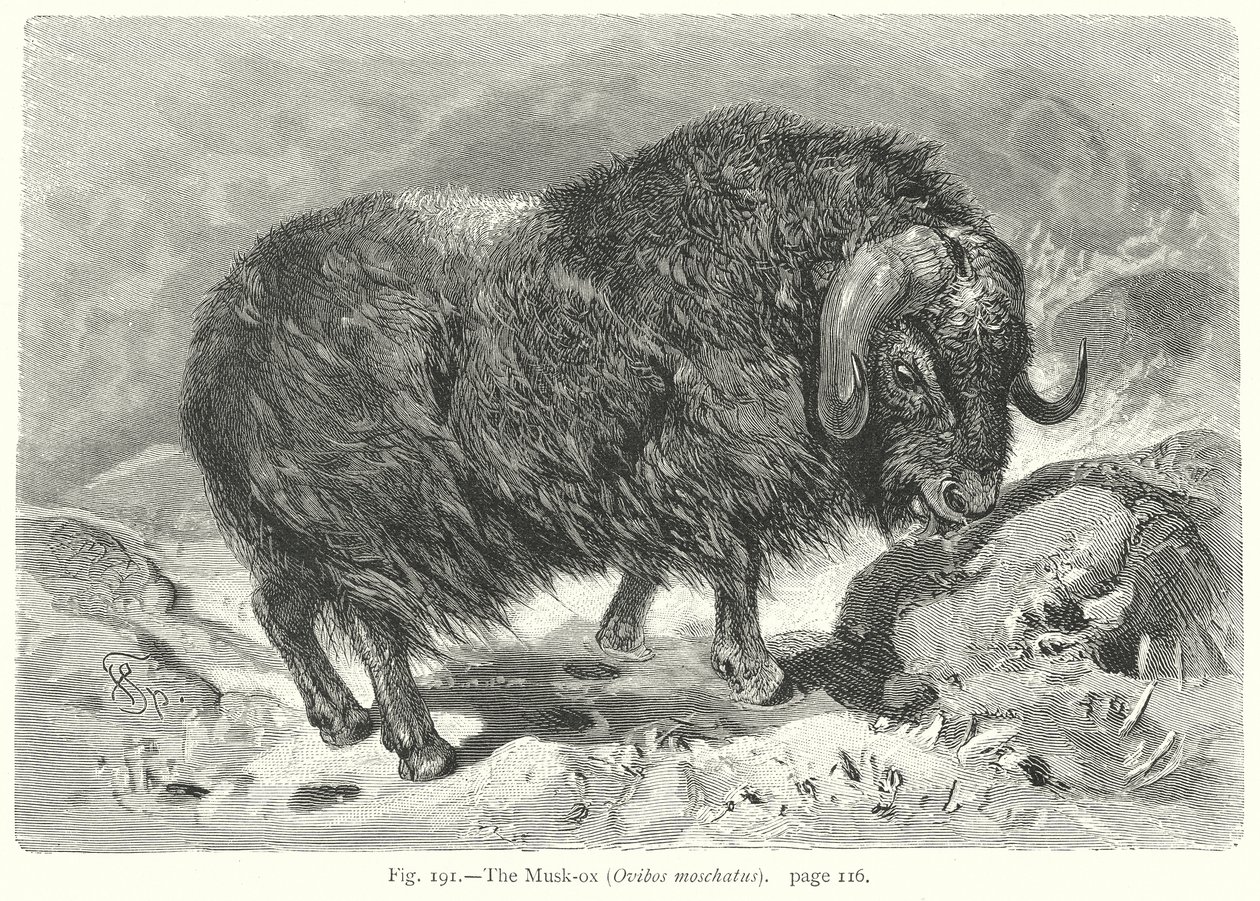 Der Moschusochse (Ovibos Moschatus) von Friedrich Specht
