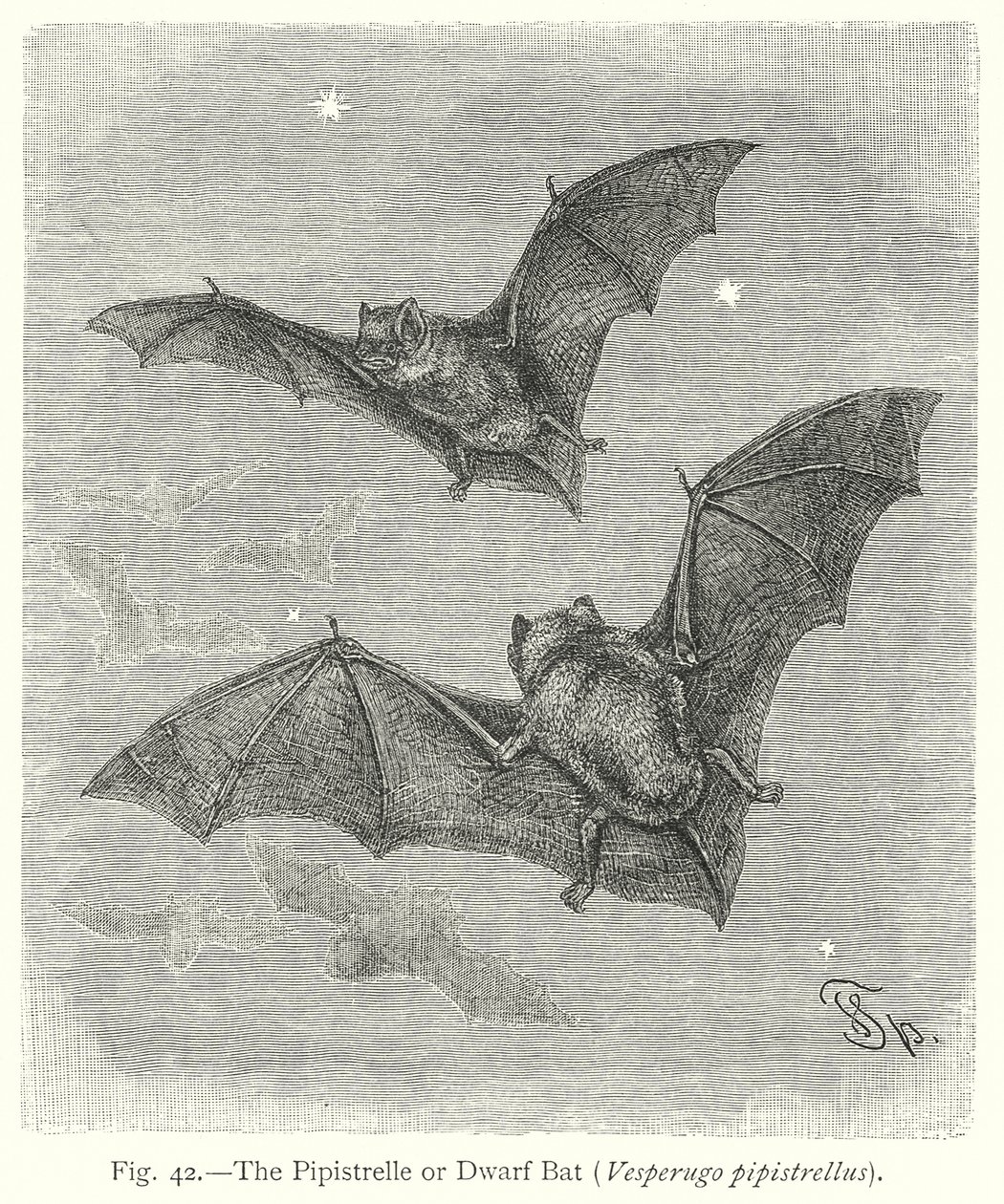 Die Zwergfledermaus (Vesperugo Pipistrellus) von Friedrich Specht