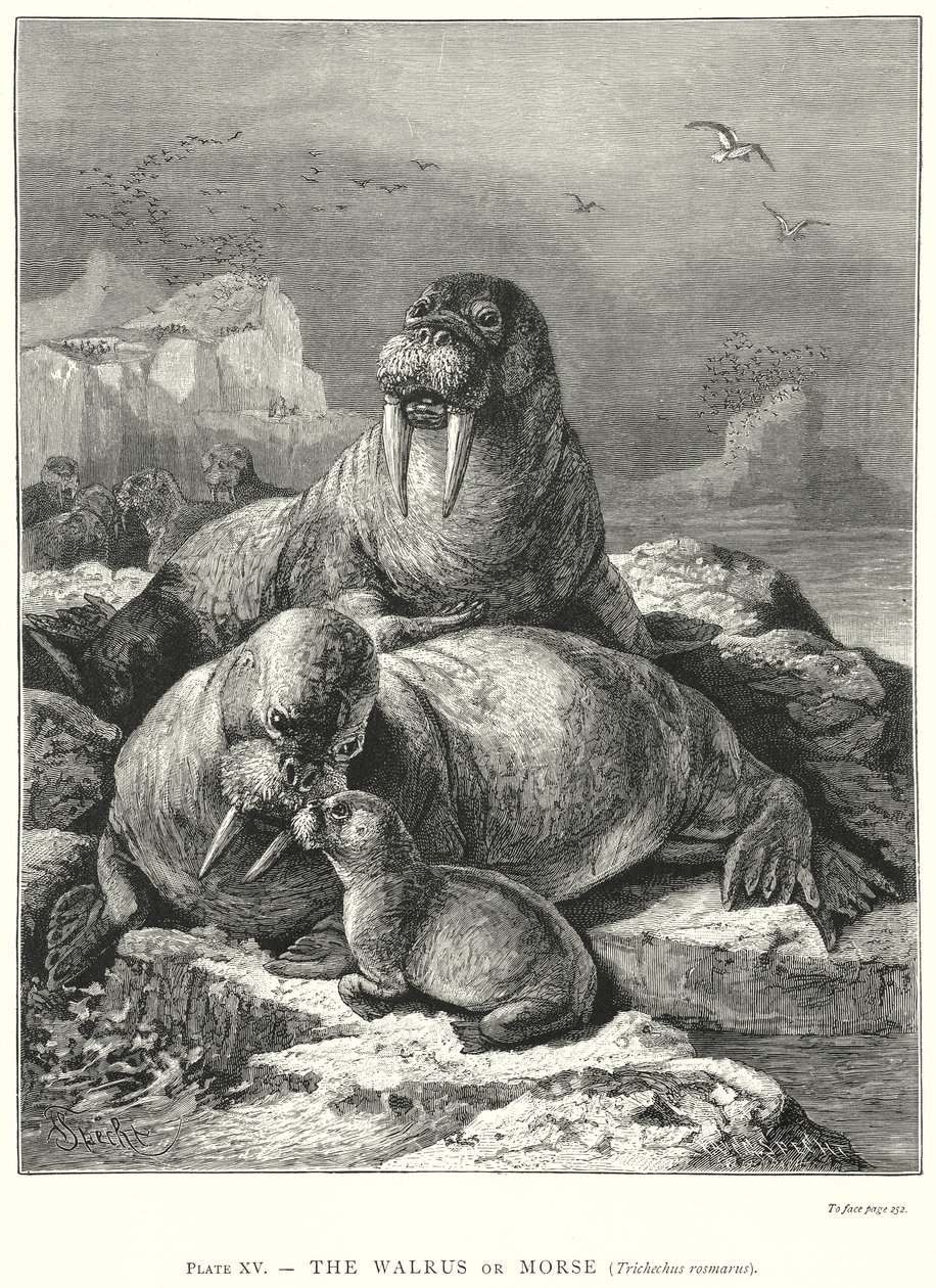 Das Walross oder Morse (Trichechus Rosmarus) von Friedrich Specht