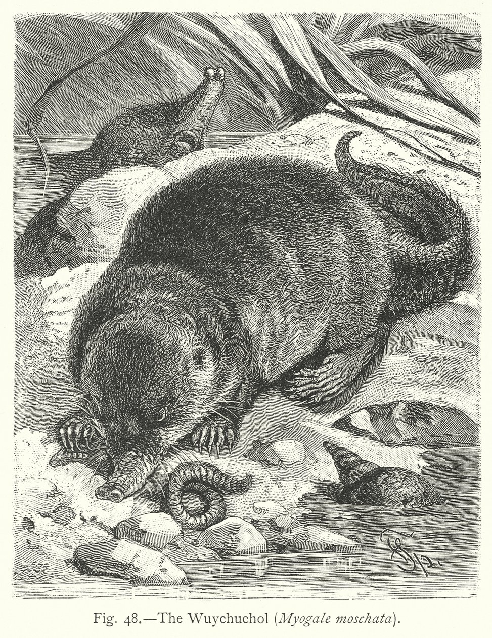Der Wuychuchol (Myogale Moschata) von Friedrich Specht