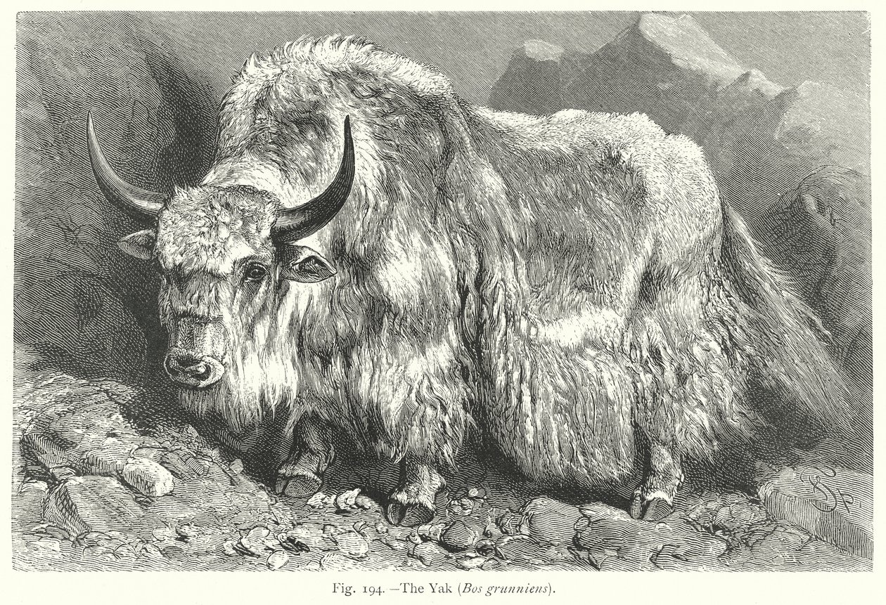 Der Yak (Bos Grunniens) von Friedrich Specht