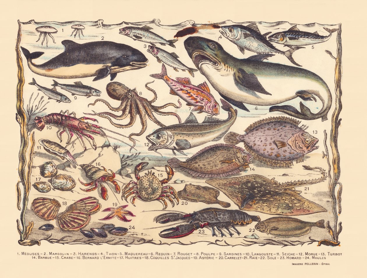 Seite 16: Quallen, Schweinswale, Heringe, Thunfische, Makrelen, Haie, Meeräschen, Oktopusse, Sardinen, Hummer, Tintenfische, Kabeljau, Steinbutt, Bartfische, Krabben, Einsiedlerkrebse, Austern, Jakobsmuscheln, Seesterne, Kacheln, Rochen, Seezungen, Hummer, von Gabriel Gostiaux