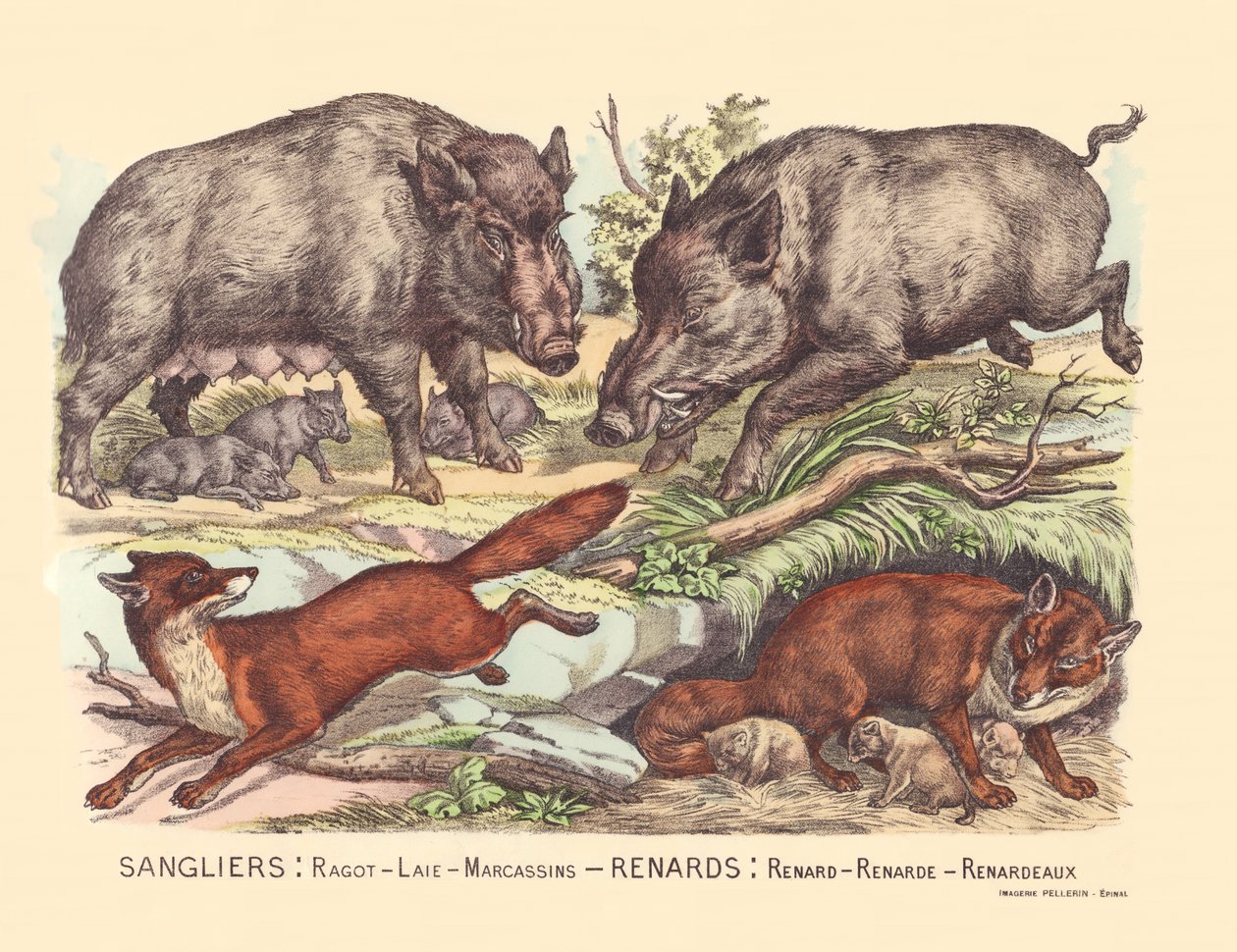 Seite 9: Wildschweine: Klatsch, Speck, Frischlinge Fuchs: Fuchs, Fuchs, Fuchs von Gabriel Gostiaux
