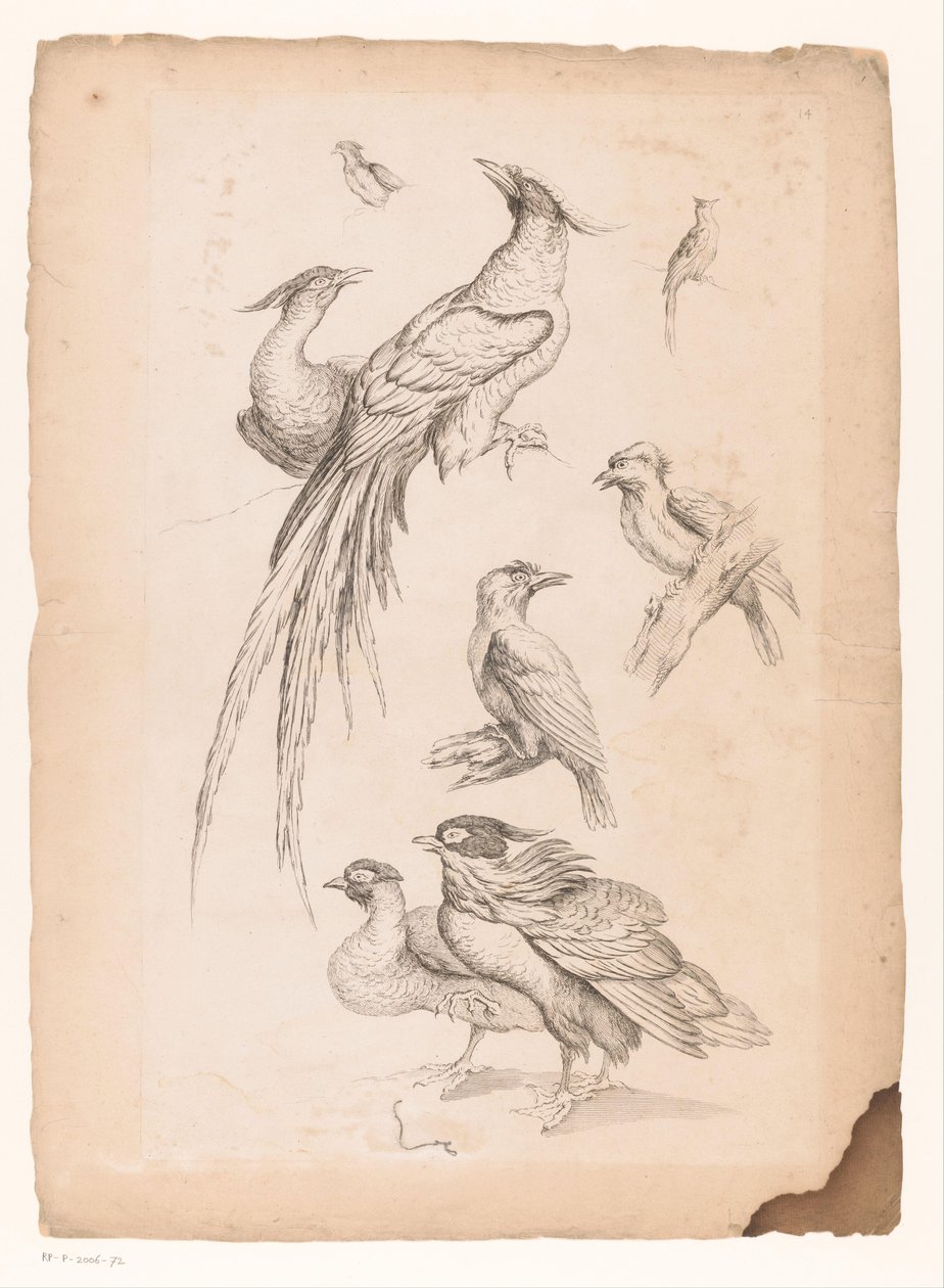 Acht chinesische Vögel, darunter möglicherweise Paradiesvögel von Gabriel Huquier (attributed to)