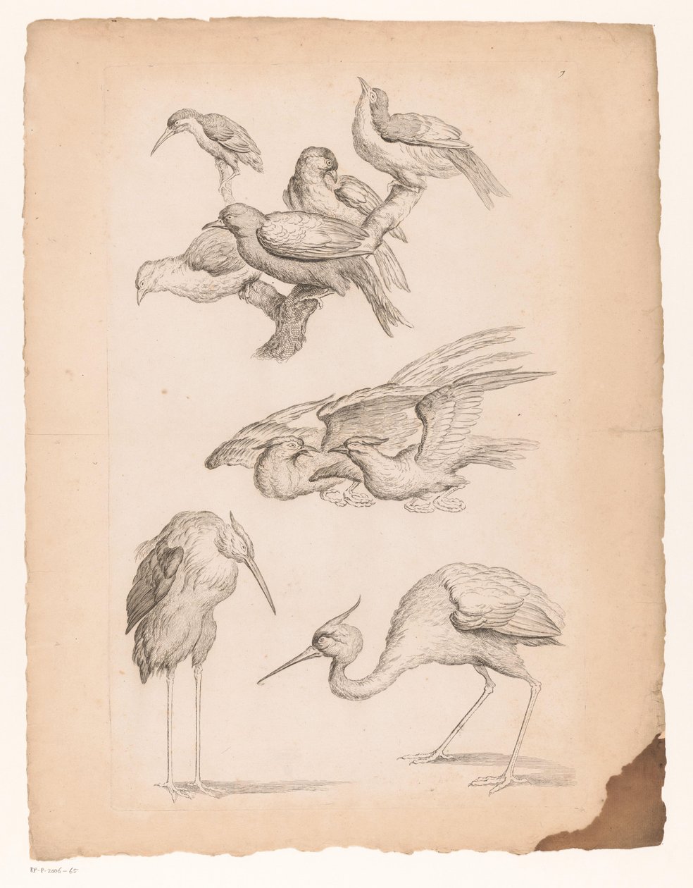 Neun chinesische Vögel, darunter Reiher und ein Eisvogel von Gabriel Huquier (attributed to)