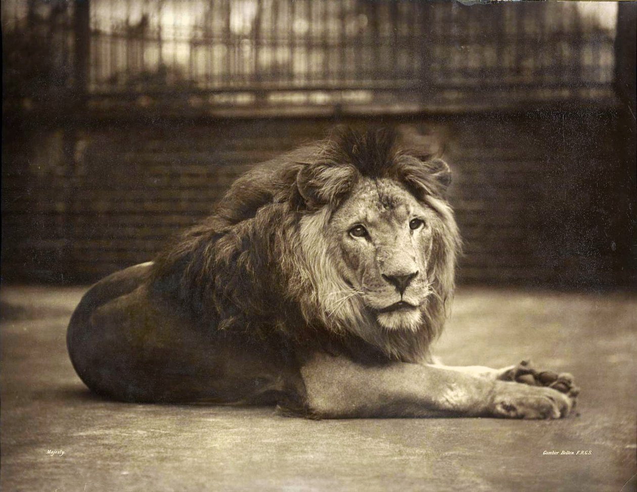 Porträt der Majestät, ca. 1890 von Gambier Bolton