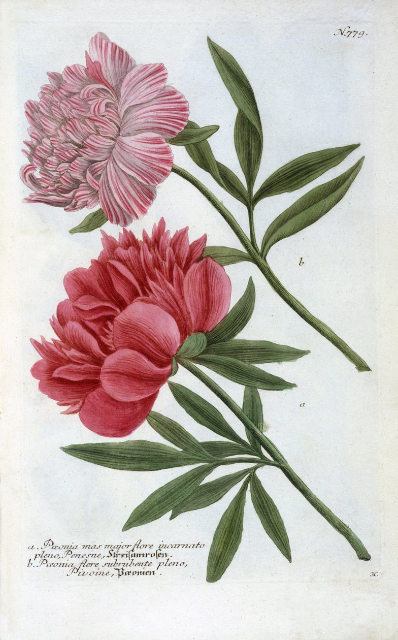 Paeonia aus Johann Wilhelm Weinmanns Phytanthoza Iconographia, 1737 von Georg Dionysius Ehret