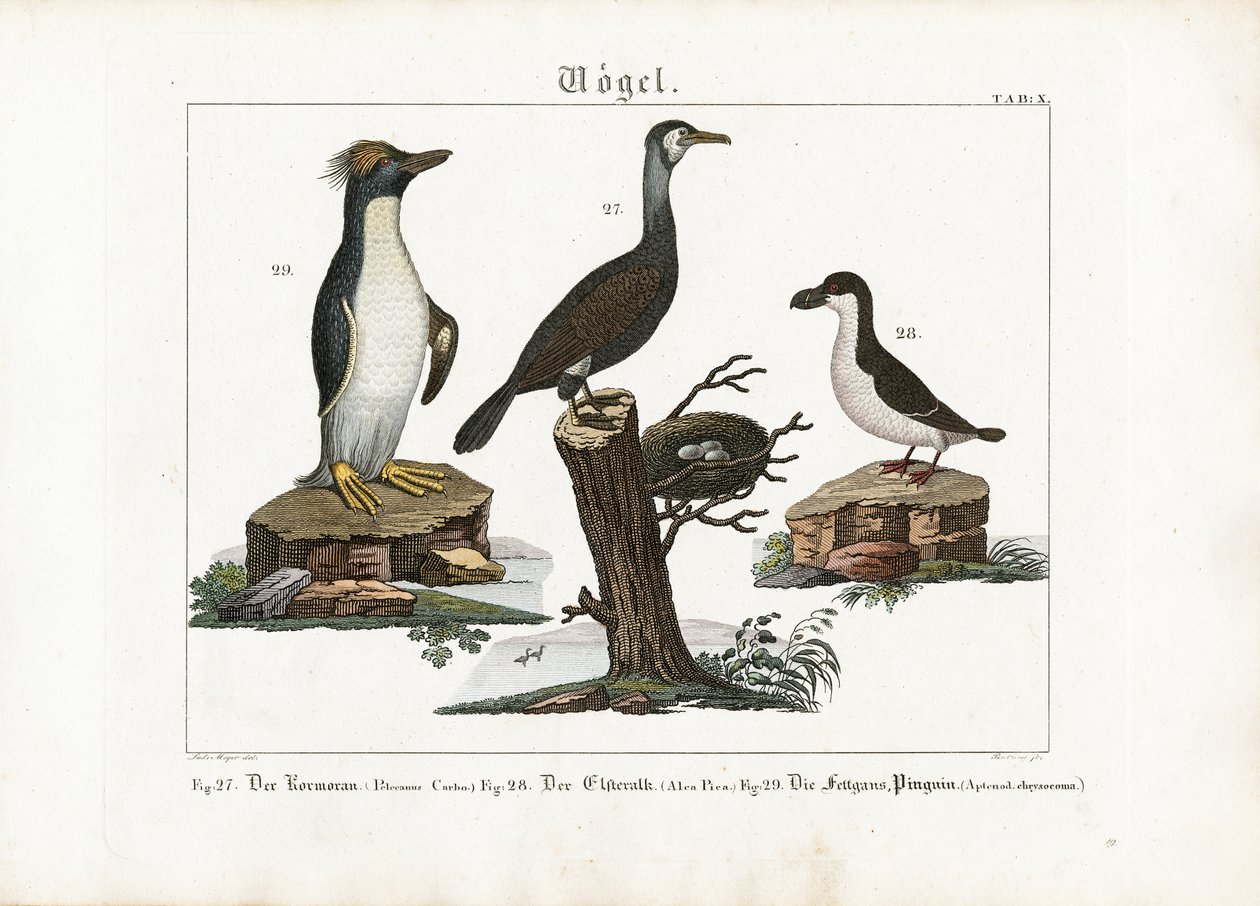 Seevoegel: Großer Kormoran, Eissturmvogel und Macaroni-Pinguin von Georg Bretzing