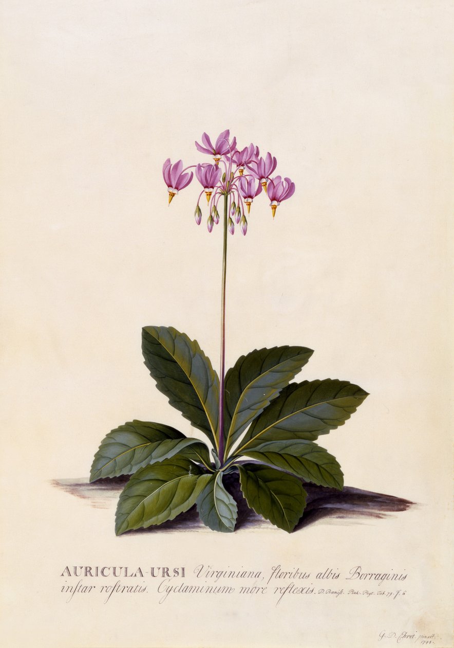 Aricula ursi, Shooting Star, ca. 1744 von Georg Dionysius Ehret