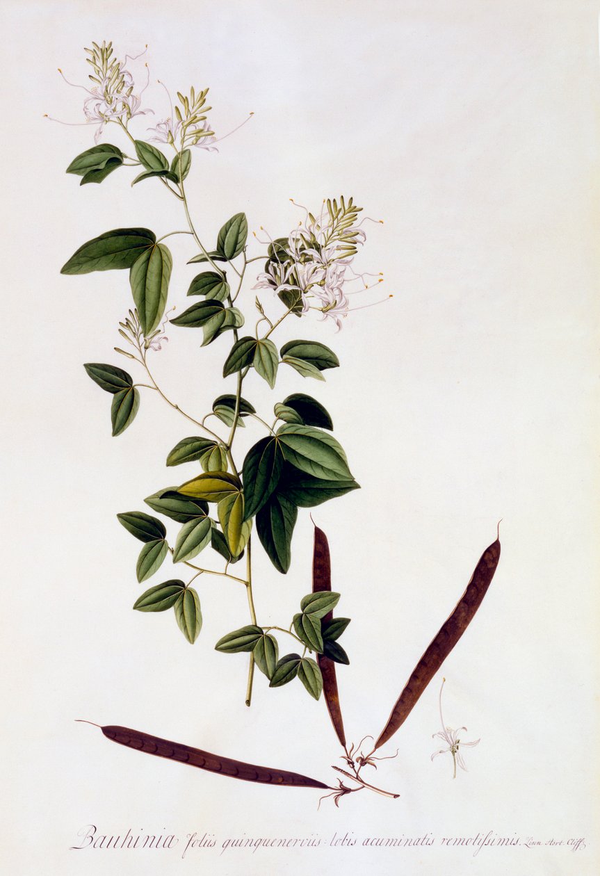 Bauhinia, ca. 1745 handkolorierte Gravur von "Georg Dionysius Ehret