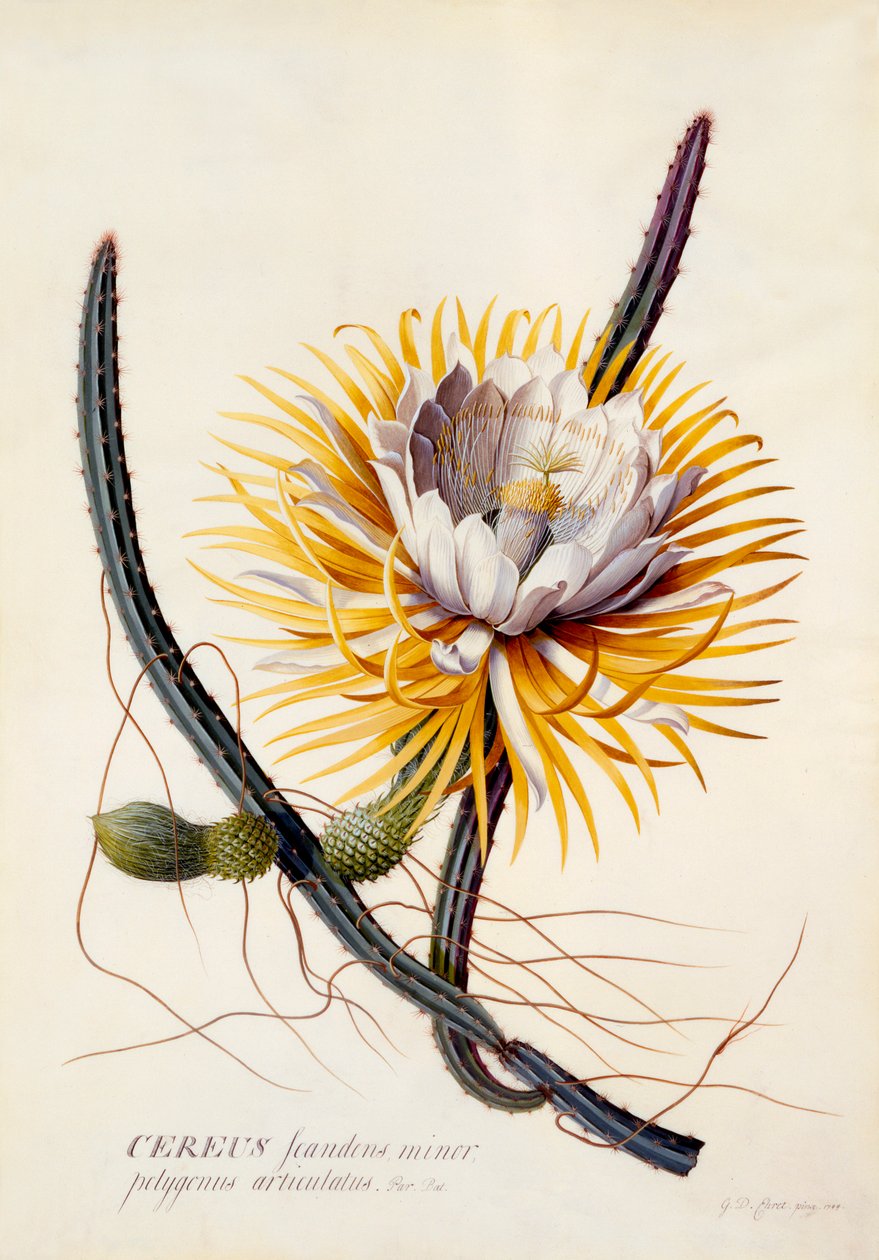 Cereus Königin der Nacht, ca. 1744 handkolorierter Stich von "Georg Dionysius Ehret