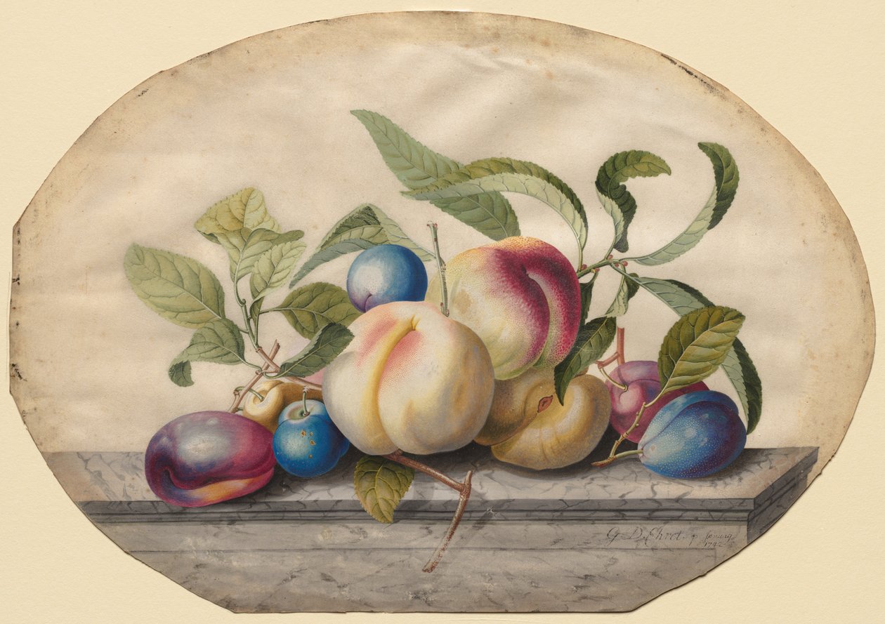 Obstarrangement: Pfirsiche und Pflaumen auf einer Marmorplatte, 1742 von Georg Dionysius Ehret