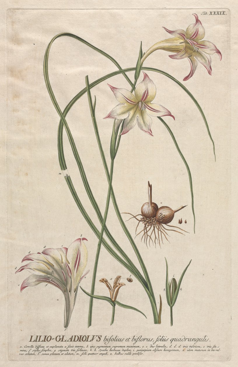 Plantae Selectae: Nr. 39 - Lilio-Gladiolus von Georg Dionysius Ehret