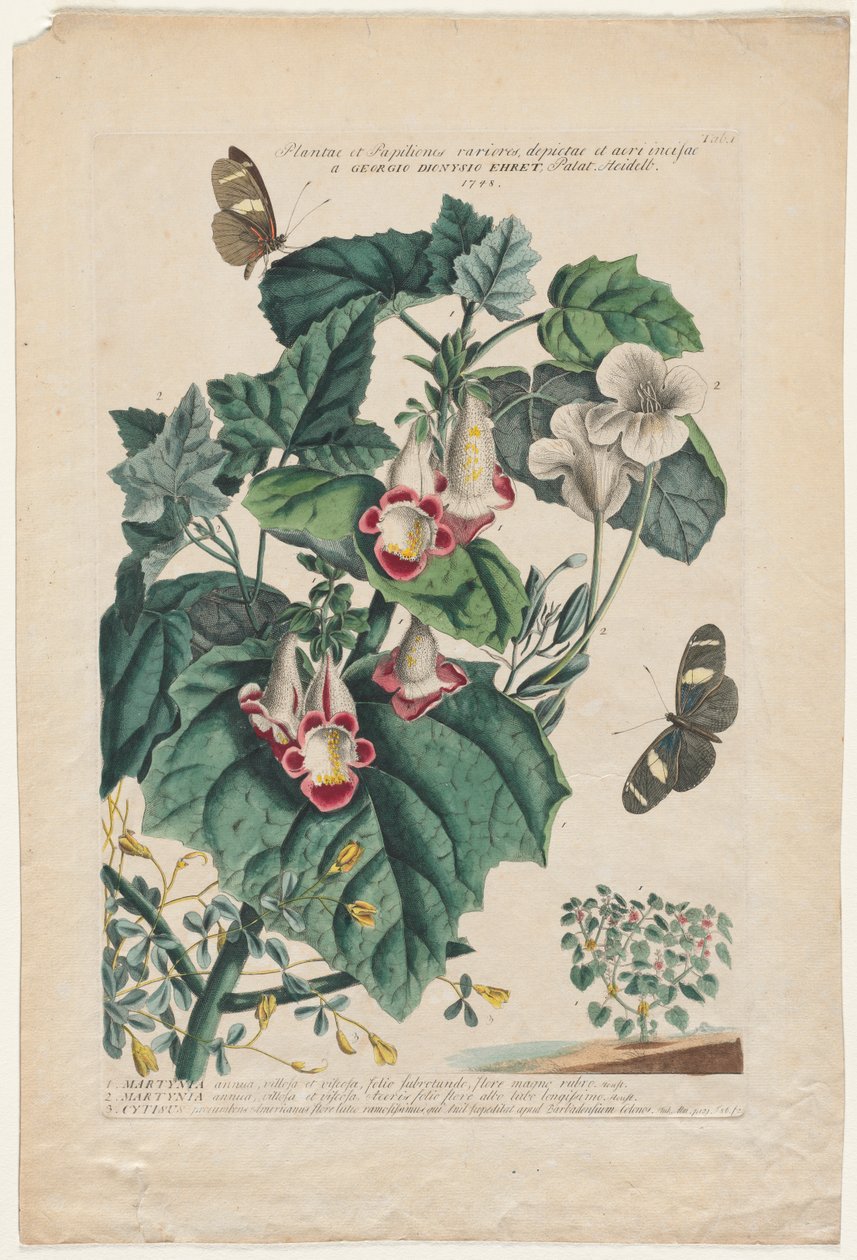 Plantae et Papiliones rariores: Martynia von Georg Dionysius Ehret