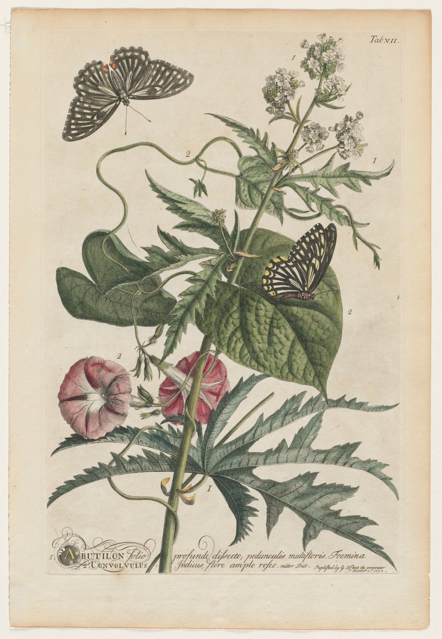Plantae et papiliones rariores: Nr. 7 von Georg Dionysius Ehret