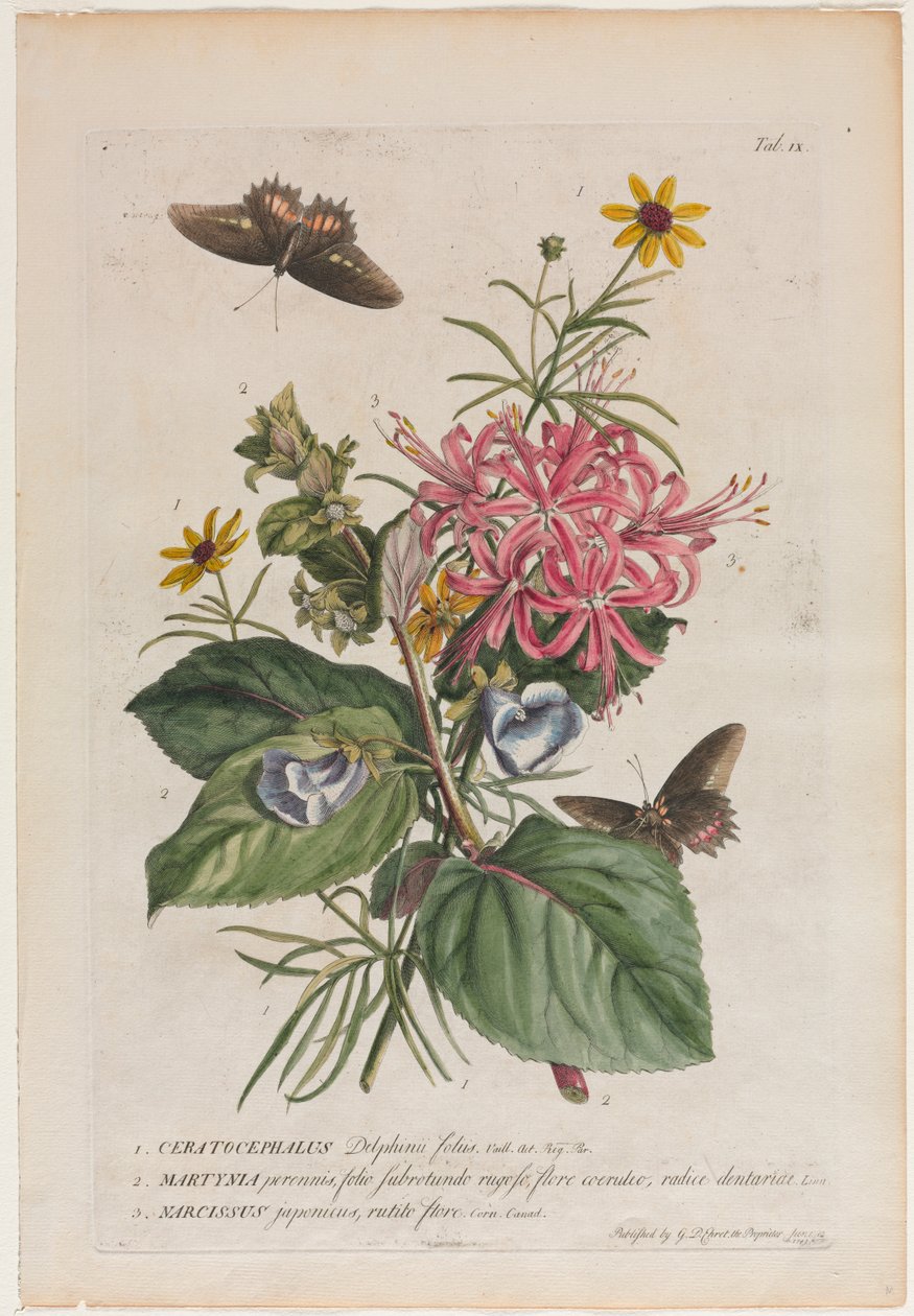 Seltene Pflanzen und Schmetterlinge: Nr. 9 von Georg Dionysius Ehret