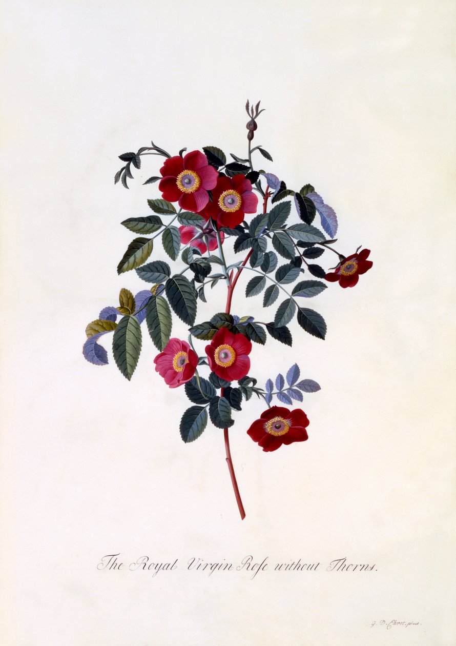 Die königliche Jungfrau Rose ohne Dornen, handkolorierter Stich von "Georg Dionysius Ehret