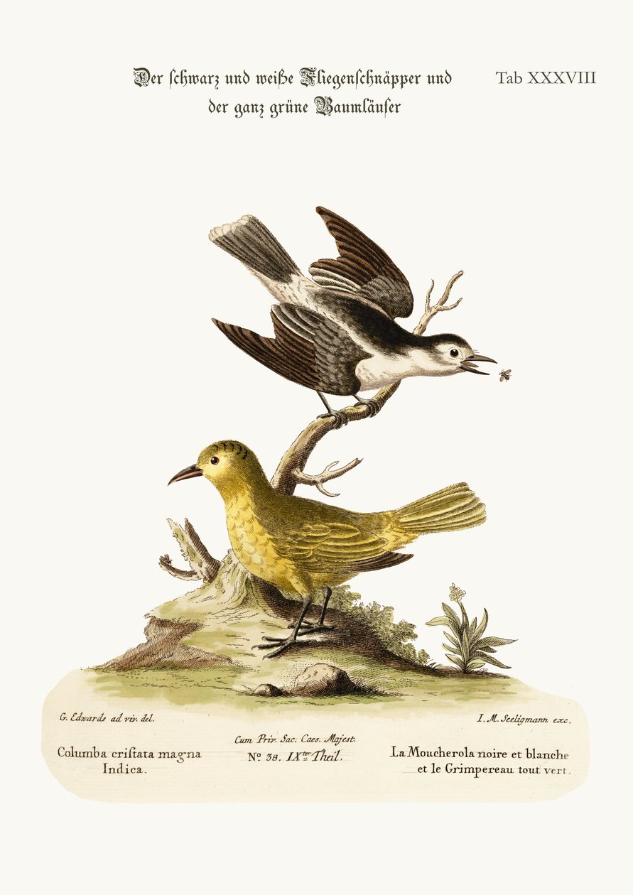 Der Schwarz-Weiß-Fliegenschnäpper und der Ganzgrüne Kletterer, 1749-73 von George Edwards