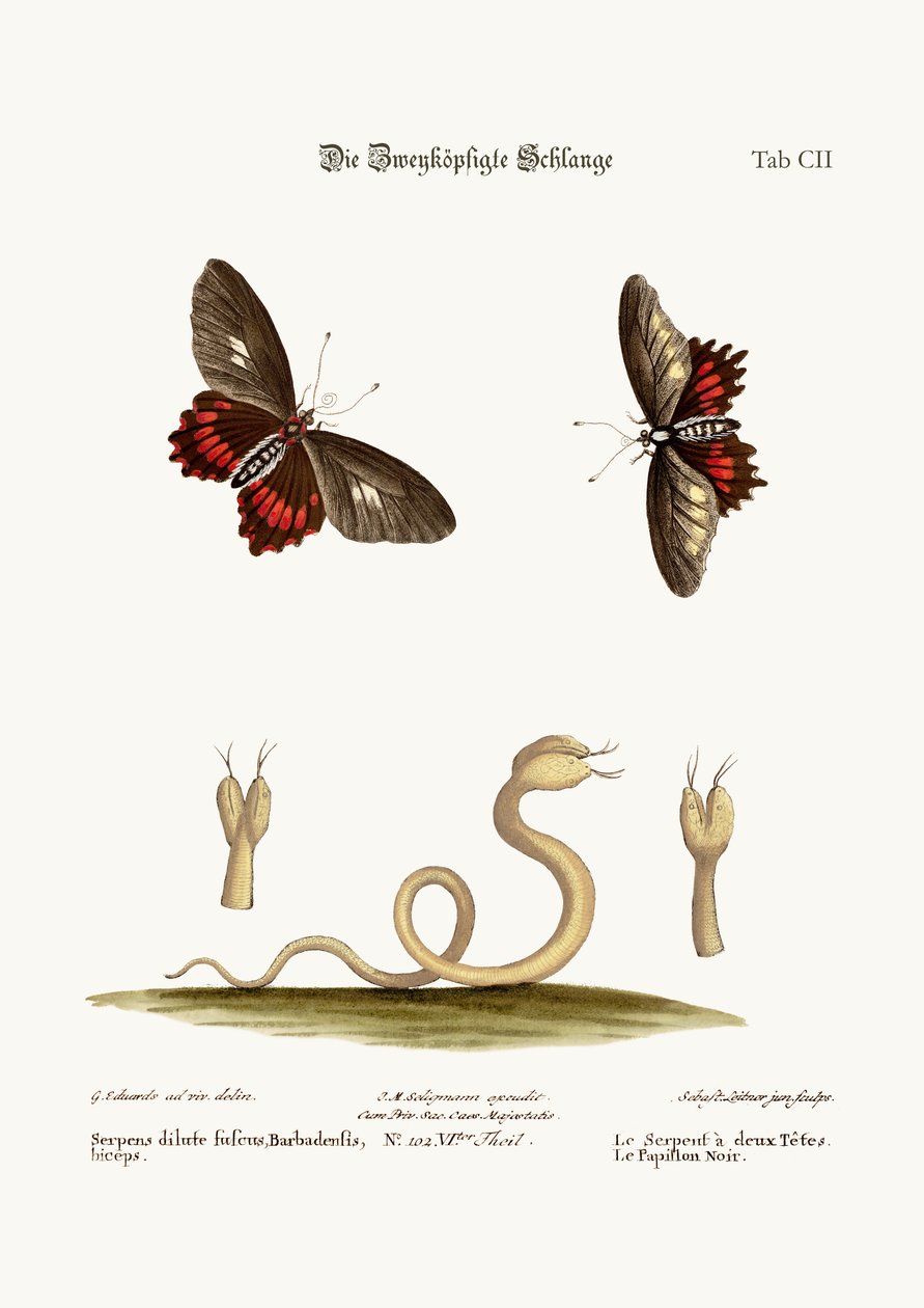 Die Doppelköpfige Schlange. Die Schwarzen Schmetterlinge, 1749-73 von George Edwards