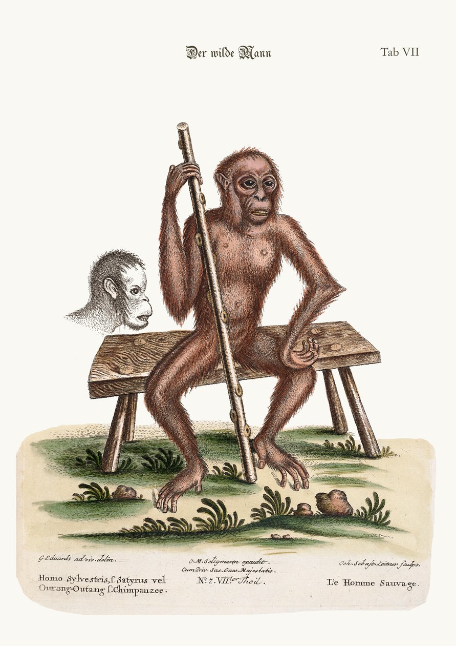 Der Mann des Waldes, 1749-73 von George Edwards