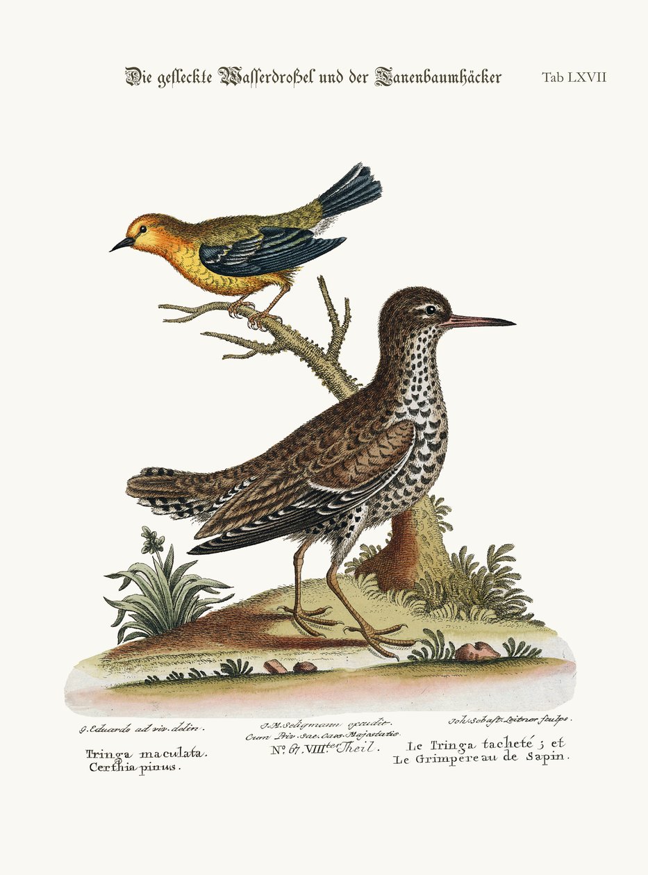 Der gefleckte Tringa und der Kiefernkletterer, 1749-73 von George Edwards