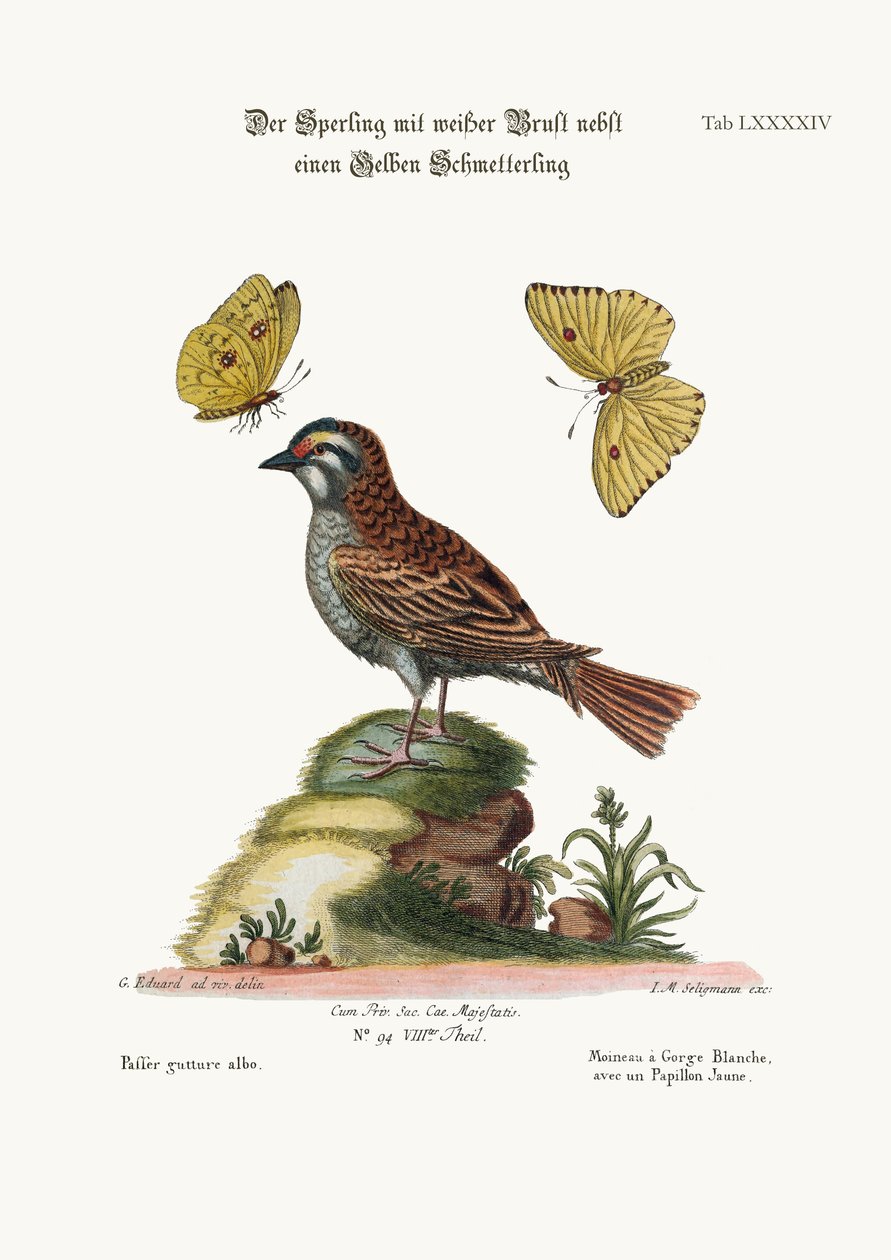 Der Weißkehlspatz und der Gelbe Schmetterling, 1749-73 von George Edwards