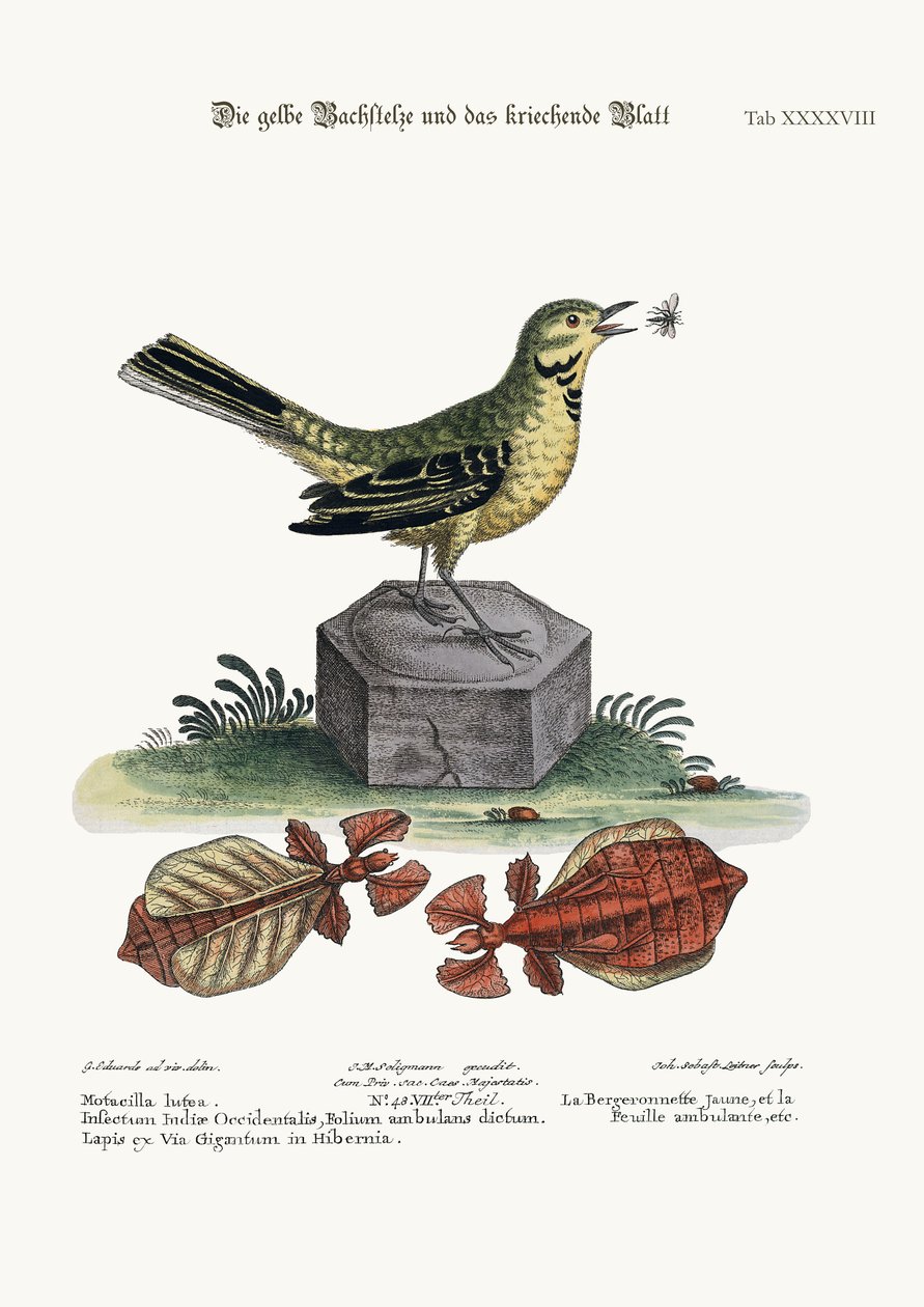 Die Gelbe Wasserstelze und das Wandelnde Blatt, 1749-73 von George Edwards