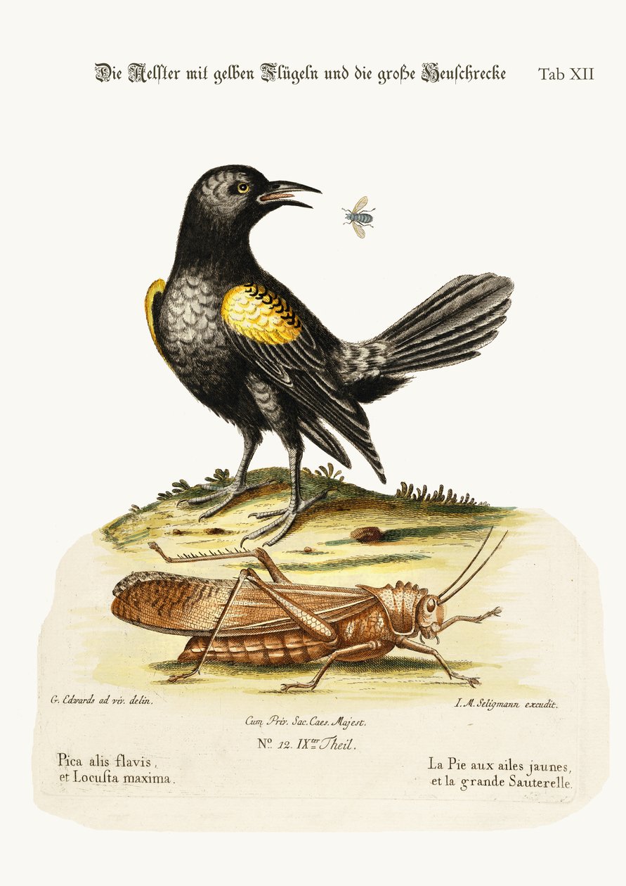 Der Gelbflügelige Pye und die größte Heuschrecke, 1749-73 von George Edwards