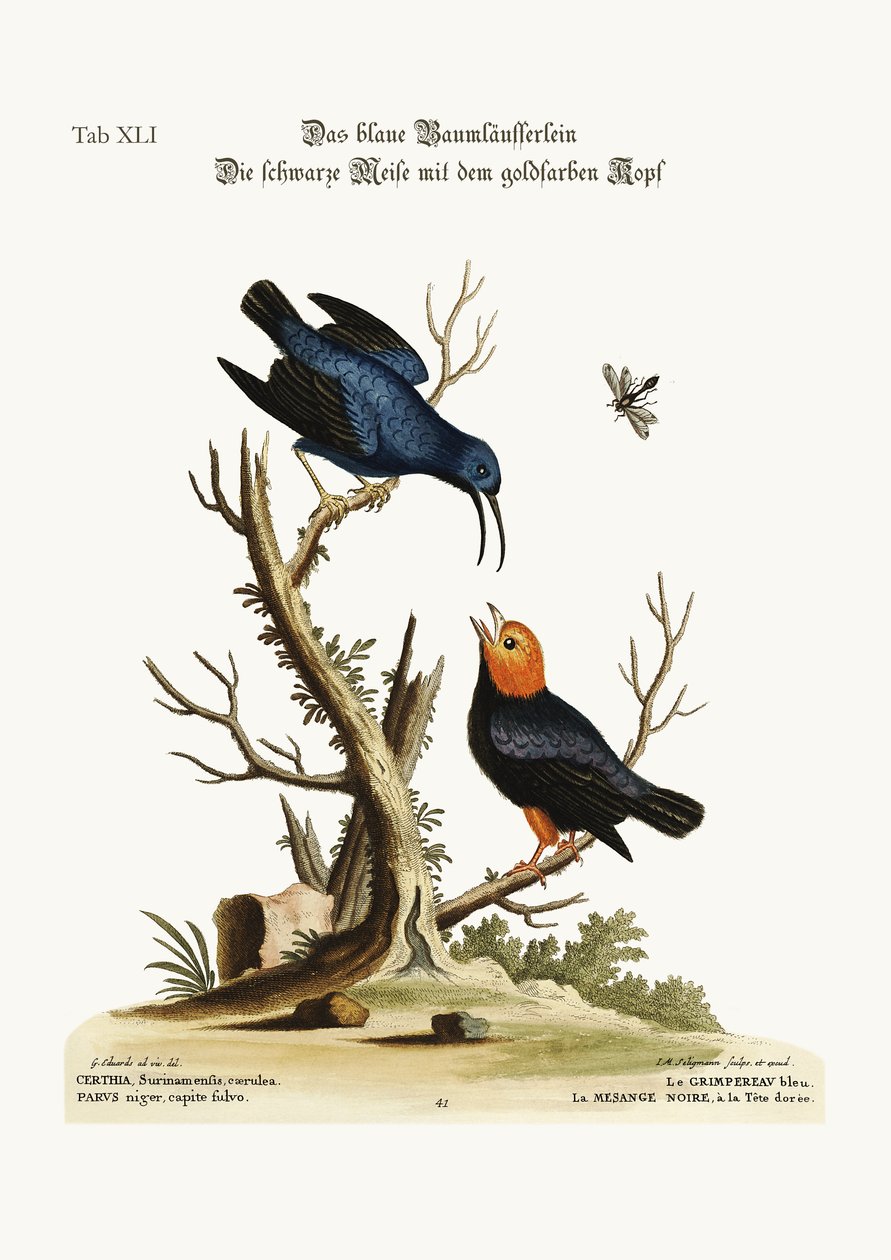 Der blaue Kletterer. Die goldköpfige schwarze Meise, 1749-73 von George Edwards