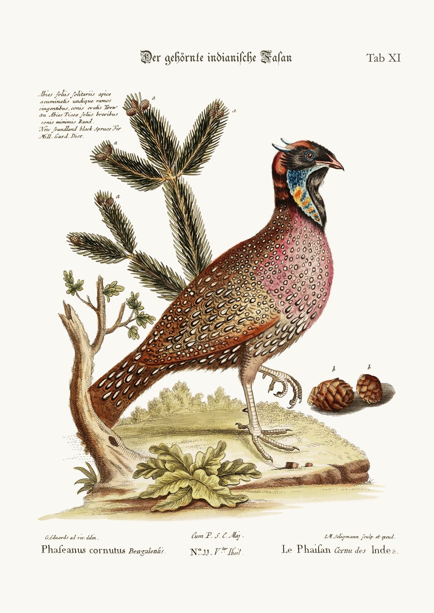 Der gehörnte indische Fasan, 1749-73 von George Edwards